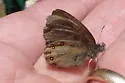 Hayden's Ringlet - Hodges#4581 - photo 3