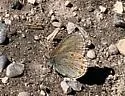 Hayden's Ringlet - Hodges#4581 - photo 4