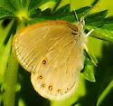 Hayden's Ringlet - Hodges#4581 - photo 5