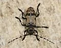 Coenopoeus palmeri