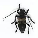 Coenopoeus palmeri - photo 3