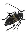 Coenopoeus palmeri - photo 4