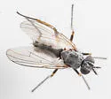 Coenosia atrata