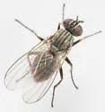 Coenosia atrata - photo 2