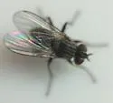 Coenosia atrata - photo 3