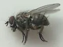 Coenosia atrata - photo 4