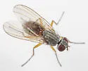 Coenosia furtiva
