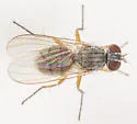 Coenosia furtiva - photo 4