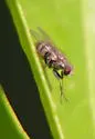 Tiger Fly