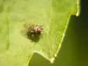 Tiger Fly - photo 2