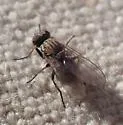 Tiger Fly - photo 3
