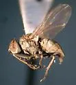Tiger Fly - photo 4