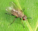 Coenosia lata - Coenosia lata