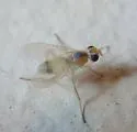 Coenosia modesta