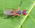 Coenosia nigritarsis
