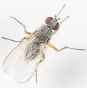 Coenosia nivea