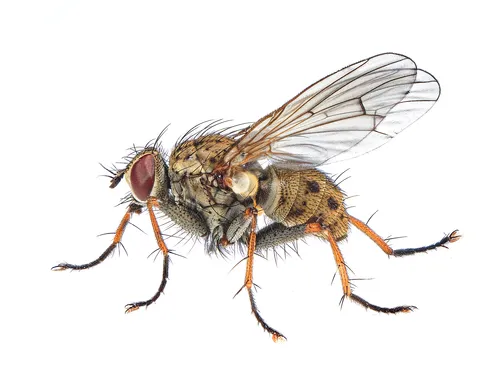 Coenosia tigrina