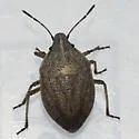 Coenus delius