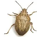 Coenus delius - photo 2