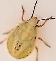 Coenus delius - photo 4