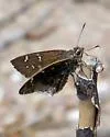 Gold-costa Skipper - Hodges#3924 - photo 2