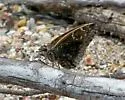 Gold-costa Skipper - Hodges#3924 - photo 3