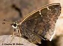 Gold-costa Skipper - Hodges#3924 - photo 4