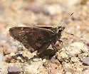 Gold-costa Skipper - Hodges#3924 - photo 5