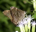Mimosa Skipper - Hodges#3921