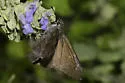 Mimosa Skipper - Hodges#3921 - photo 2