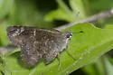 Mimosa Skipper - Hodges#3921 - photo 4