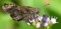 Mimosa Skipper - Hodges#3921 - photo 5