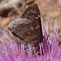 Acacia Skipper - Hodges#3922