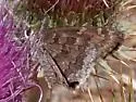 Acacia Skipper - Hodges#3922 - photo 2