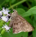 Acacia Skipper - Hodges#3922 - photo 3