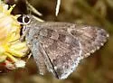 Acacia Skipper - Hodges#3922 - photo 4