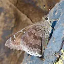 Acacia Skipper - Hodges#3922 - photo 5