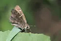 Outis Skipper - Hodges#3923 - Cogia outis