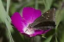 Outis Skipper - Hodges#3923 - photo 2