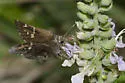 Outis Skipper - Hodges#3923 - photo 5