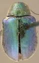 Colaspidea smaragdula - Colaspidea smaragdula