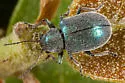 Colaspidea smaragdula - photo 2