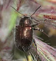 Colaspidea smaragdula - photo 3