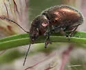 Colaspidea smaragdula - photo 4