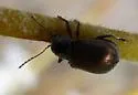 Colaspidea smaragdula - photo 5
