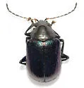 Colaspis arizonensis