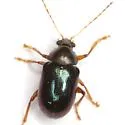 Colaspis arizonensis - photo 2