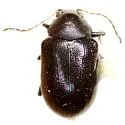 Colaspis arizonensis - photo 3