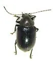 Colaspis arizonensis - photo 4