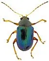 Colaspis arizonensis - photo 5